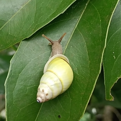 Amphidromus atricallosus