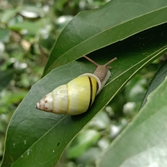 Amphidromus atricallosus