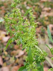 Rumex stenophyllus