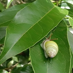 Amphidromus atricallosus