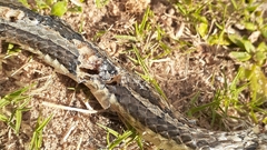 Psammophis crucifer