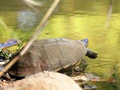 Melanochelys trijuga