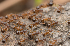 Pristomyrmex punctatus