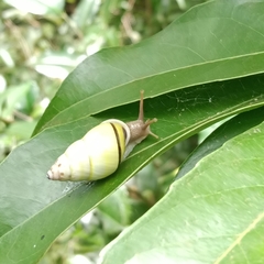 Amphidromus atricallosus