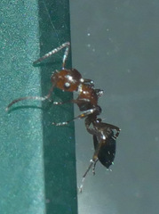 Camponotus lateralis
