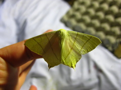 Ourapteryx sambucaria