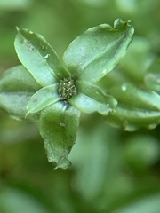 Plagiomnium ellipticum