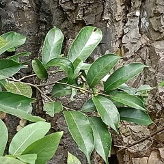 Amphidromus atricallosus