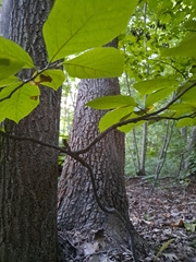 Styrax grandifolius