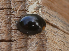 Parexochomus nigromaculatus