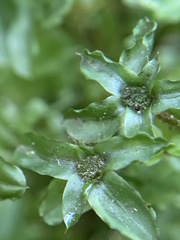 Plagiomnium ellipticum