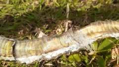 Psammophis crucifer