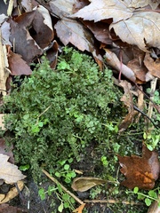 Plagiomnium ellipticum