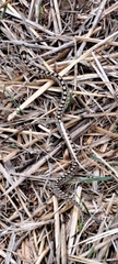 Zamenis scalaris