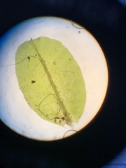 Plagiomnium ellipticum