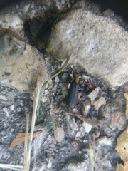 Pyticeroides laticornis