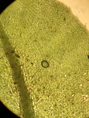 Plagiomnium ellipticum