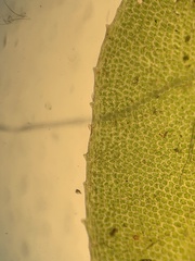 Plagiomnium ellipticum