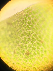 Plagiomnium ellipticum