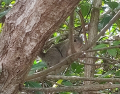Sciurus yucatanensis
