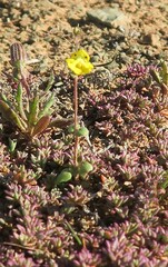 Hemimeris centrodes