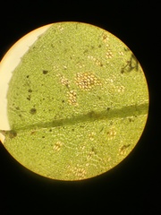 Plagiomnium ellipticum