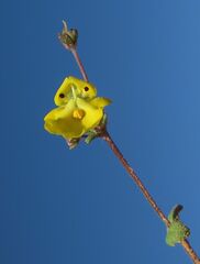 Hemimeris centrodes