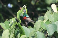 Cinnyris chloropygius orphogaster