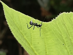Myrmhopla
