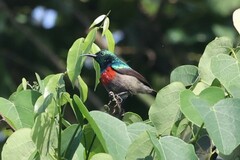 Cinnyris chloropygius orphogaster