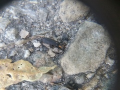 Pyticeroides laticornis