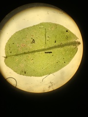 Plagiomnium ellipticum