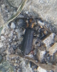 Pyticeroides laticornis