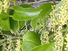 Cissus verticillata