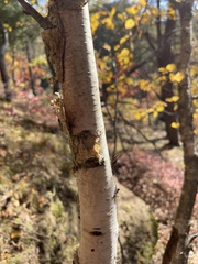 Betula papyrifera