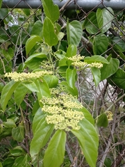 Cissus verticillata