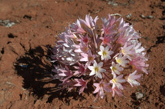 Brunsvigia bosmaniae