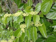 Cissus verticillata