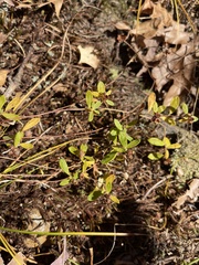 Crocanthemum canadense