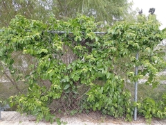 Cissus verticillata