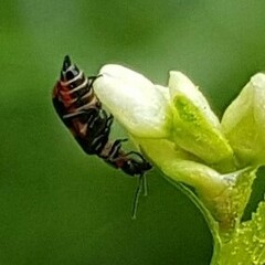 Anthocomus