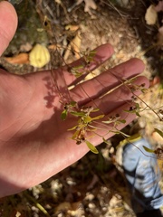 Crocanthemum canadense