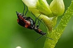 Anthocomus