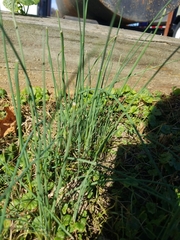 Allium vineale