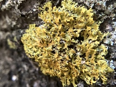Xanthomendoza weberi