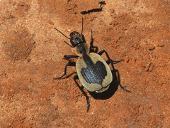 Graphipterus cordiger