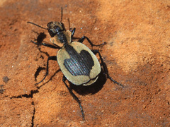 Graphipterus cordiger