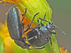 Gastrida abdominalis