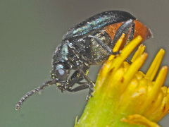 Gastrida abdominalis