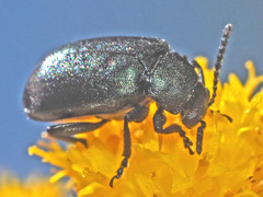 Gastrida abdominalis